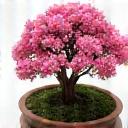 サツキツツジの盆栽