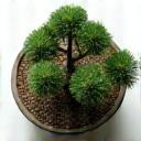 黒松の盆栽