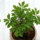 日本のカエデの盆栽